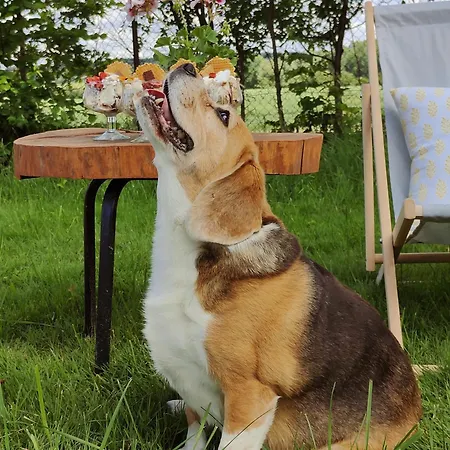 Zielone Wzgorze - Pietro Goscinne