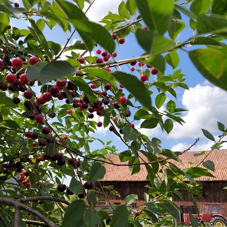 Zielone Wzgorze - Pietro Goscinne B&B