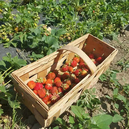 Zielone Wzgorze - Pietro Goscinne Godkowo