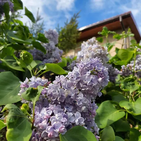 Zielone Wzgorze - Pietro Goscinne B&B 3*